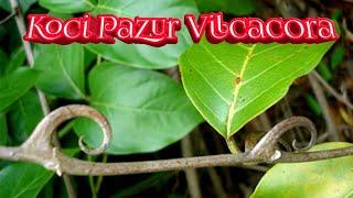 944. Koci Pazur  Vilcacora 