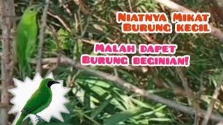 Mikat Burung Cucak Ijo//Cara Mikat Burung Yang tidak Mau Turun Dan Susah Mendekat