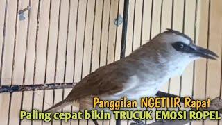 Trucuk BETINA memanggil Jantan Suara Birahi Ngecuplik 100% pancingan trucukan gacor agar BUNYI EMOSI