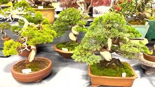 [4K] bonsai stall by Meiseien & Yamaji Sanshoen