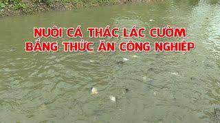 Nuôi cá thác lác bằng thức ăn công nghiệp hiệu quả cao | Đất Bạc 1997