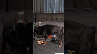 Doberman's Magnum & Assol #doberman #puppy #funny #love