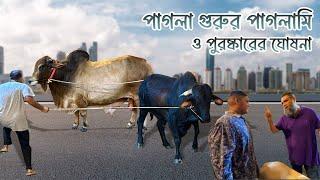 Pagla Gir Cross Sahiwal Gorur Paglami 2024 | Dwarf Cow Livesold 2024 Sadeeq Agro | Qurbani Fair 2024