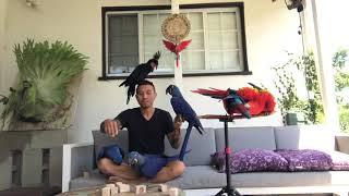 Free Flying Parrots | Bird Behavior Training