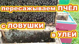 ПЕРЕСАЖИВАЕМ пчел с ЛОВУШКИ в УЛЕЙ ! Как пересадить рой пчёл с ловушки в улей !