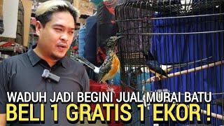 SUKA RELA ! ADA APA PUSAT MURAI PROSPEK BELI 1 GRATIS 1 EKOR CUMA 1JT LEBIH DI ALESHA MURAI BATU