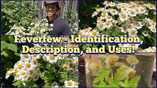 Feverfew - Identification, Description, and Uses!