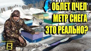 ОБЛЕТ ПЧЕЛ ПРИ МЕТРОВОМ СЛОЕ СНЕГА. ВЕСЕННИЕ РАБОТЫ НА ПАСЕКЕ №2. ЛЮБИТЕЛЬСКОЕ ПЧЕЛОВОДСТВО С "0"