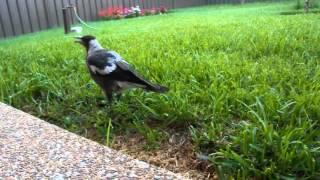 Australian Magpies - feeding