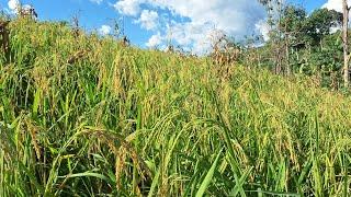 Linda roça de arroz