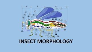 Insect morphology|Entomological studiesIPart 1