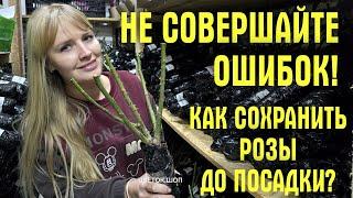 ИСПРАВЬТЕ ОШИБКИ! Пришли САЖЕНЦЫ РОЗ! Как сохранить, как обрезать и как сажать, чтобы они НЕ ПОГИБЛИ