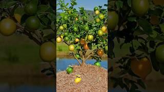 How to Grow Lemon tree from Small Cuttings ||| Lemon Fruit #shorts #lemontree #lemon