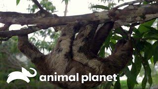 El verdadero color de los perezosos revelado | Los Secretos del Mundo Animal | Animal Planet