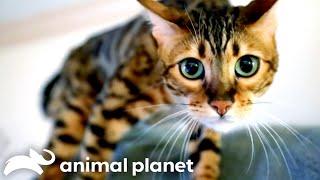 Bengal Cat Won't Stop Attacking Owner! | My Cat From Hell | Animal Planet