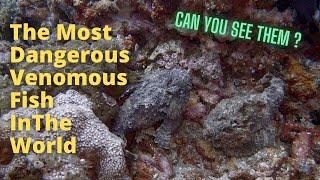 Most Dangerous Fish In The World - It Could Kill You : GoDivePH Real World Scuba Diving