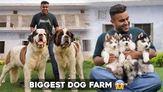 Biggest Dog Farm in Haryana 