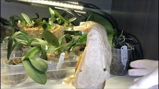 How to Unpack Orchids in Cold, Hot Weather|Как распаковывать орхидеи в холодное и жаркое время года