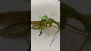 Wiki-Wiki the mantis Eating Grasshopper