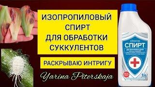 Изпропиловый спирт для обработки суккулентов. Раскрываю интригу