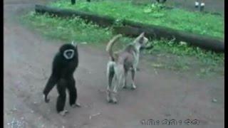 funny monkeys doing stupid things and dancing monkey