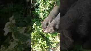 Mini pig farm hindi suwar farm warthog crying #pigfarming #funnypig #howtopigfarm #sanjiboraonpig