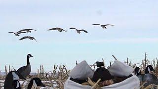 ONE MAN ARMY!! Late Season NODAK Honkers!!