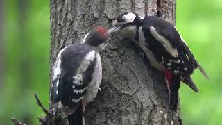 Как дятел кормит своего птенца кедровыми орехами / How a woodpecker feeds his chick with pine nuts