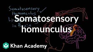Somatosensory homunculus | Processing the Environment | MCAT | Khan Academy