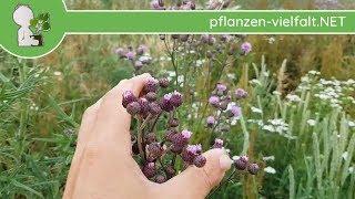 Acker-Kratzdistel - Ganze Pflanze - 12.06.18 (Cirsium arvense) - essbare Wildkräuter Bestimmung