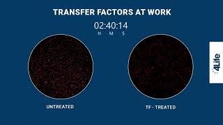 Cara Kerja 4Life Transfer Factor