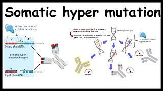 Somatic hypermutation : Generating antibody diversity