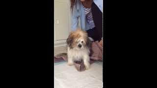 Shih Tzu Puppy Buddy Shaking it