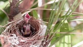 What Makes Mothers So Special, According To Neuroscience