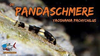 Die Panda Schmerle - Yaoshania pachychilus | ADVENTdicted! Adventskalender | Türchen 20