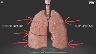 Anatomie Herz und Lunge einfach erklärt: In 30 Minuten zum Experten