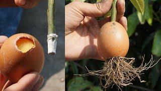 How To Propagate Mango Tree using EGG from Cuttings in 7 Days- Mango Growing in Egg