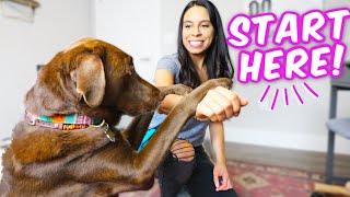 10 EASY DOG TRICKS IN 10 MINS  Promise, they're easier than you think
