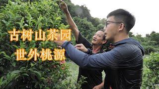 【三瓦房】参观古树山茶园 意外发现西游记山大王的山洞  Making Chinese tea