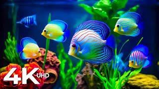 Aquarium 4K VIDEO (ULTRA HD) - Beautiful Coral Reef Fish in Aquarium - Soothing Music For The Soul