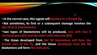 Origin of gynandromorphism