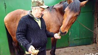 ЛОШАДИ И ДОМАШНЕЕ ХОЗЯЙСТВО АЖЕВСКОГО В.И.(продолжение)