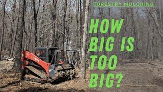 Forestry Mulching Large Tree with a Kubota SVL95 and Loftness Battle Ax.