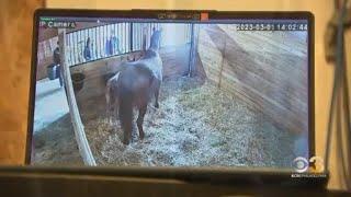 Pa horse racing association provides inside look into foaling season