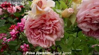 Розовые розы: крупные и пышные цветы, сильный аромат!