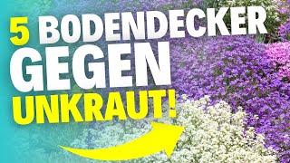 Die 5 besten Bodendecker für einen unkrautfreien Garten!