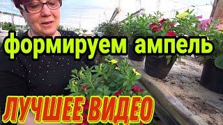 Формировка ампельного куста от А до Я! Петуния.