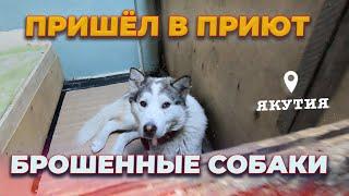Истории, Брошенные собаки Якутии. Приют для собак, добрые поступки