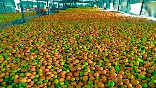 How Mango Juice Made in Factory? - Mango juice production from Mango