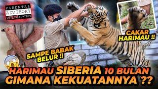 ALSHAD AHMAD BABAK BELUR MASUK KANDANG HARIMAU SIBERIA UMUR 10 BULAN !! TENAGA HARIMAU LUAR BIASA !!